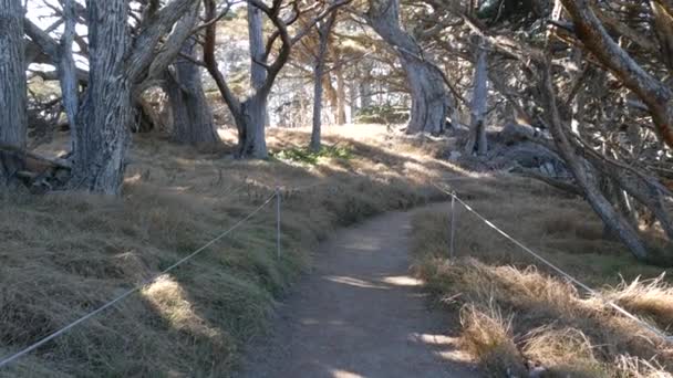 Ścieżka Lesie Lub Drewnie Szlak Gaju Lub Lesie Point Lobos — Wideo stockowe