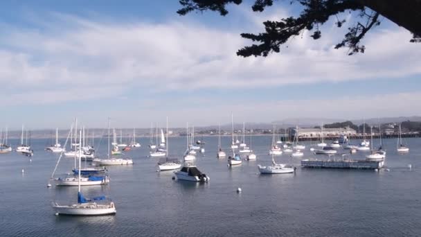 Yachter Hamn Eller Vik Monterey Marina Old Fishermans Wharf Kaj — Stockvideo