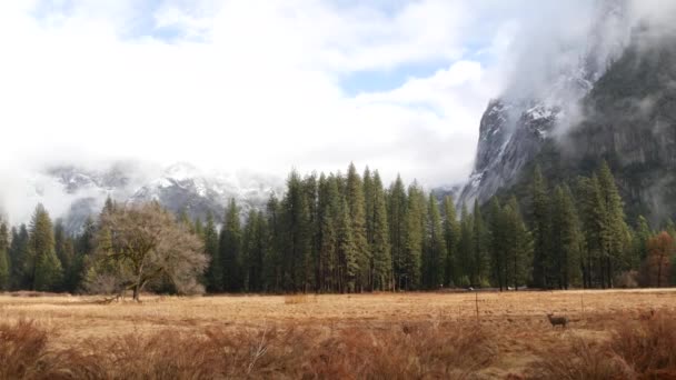 Familia Ciervos Pastando Prado Valle Yosemite Por Carretera Tioga Fauna — Vídeos de Stock