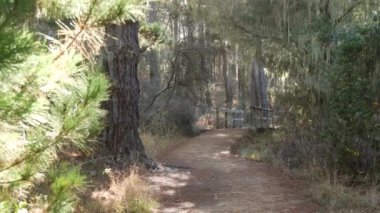 Ormandaki ya da ormandaki patika yolu, Grove ya da Woodland 'daki patika yolu, Point Lobos, Kaliforniya ABD. Yol ya da podyum. Kozalaklı çam ağaçları, sarkık dantel yosunlar. Tahta köprü ya da köprü.