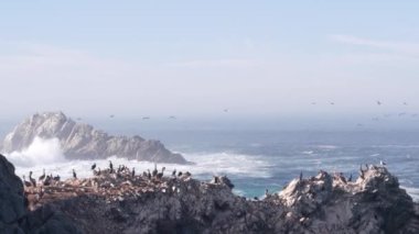 Uçurumdaki kahverengi pelikan sürüsü, okyanustaki kayalık adası, Point Lobos manzarası, Monterey vahşi hayatı, Kaliforniya sahili, ABD. Büyük dalgalar çarpar, kuşlar uçar. Birçok pelecanus yuvası, vahşi hayvan kolonisi.