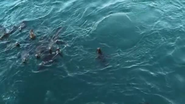 Vahşi Şirin Fok Sürüleri Deniz Aslanları Okyanus Suyunda Yüzer Eğlenceli — Stok video