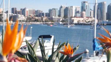 Marina ve şehir merkezindeki yatlar, San Diego şehir merkezi, Kaliforniya kıyısı, ABD. Körfez kıyısında yüksek gökdelenler, liman kenarında gezinti güvertesi. Limandaki şehir mimarisi. Strelitzia çiçekleri.