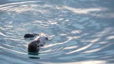 Şirin tüylü su samuru deniz memelisi davranışı, okyanus suyunda yüzen sevimli, vahşi su hayvanı, Kaliforniya kıyısı vahşi yaşamı, Amerikan faunası. Komik küçük patiler ya da eller. Döndürme, döndürme veya döndürme.