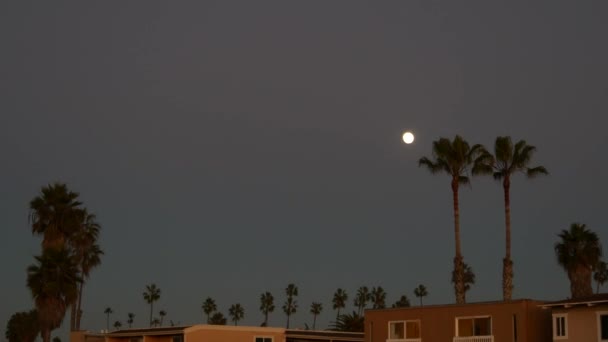 Palmeras Siluetas Luna Llena Cielo Crepuscular Playa California Palmeras Frente — Vídeos de Stock