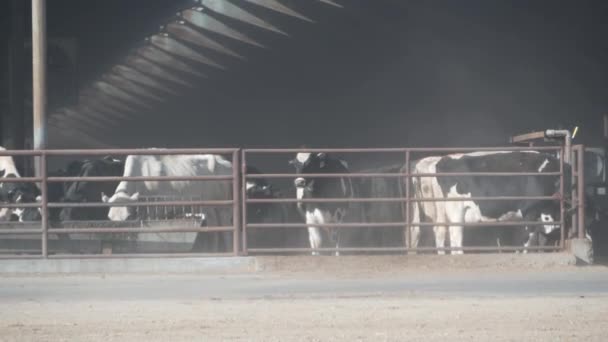 Reihe Von Holstein Kühen Auf Milchviehbetrieb Gewerbliche Viehwirtschaft Milch Und — Stockvideo