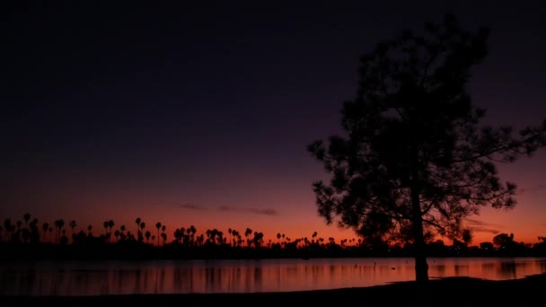 Palm Trees Pine Silhouettes Sunset Ocean Beach California Coast Usa — Stock Video