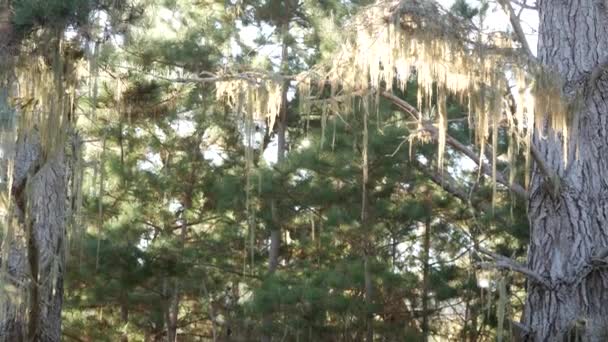 レース地衣類苔ぶら下げ 森の中の木の枝 深いシュールな木 妖精の古い森やファンタジーの森 寄生虫キノコや真菌で覆われた植物 Point Lobos モントレー植物園 カリフォルニア州 — ストック動画