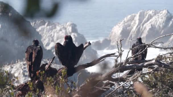 トルコのハゲタカ スカベンジャー肉食ブザード鳥待っているか 茶色のペリカンの群れ 海の岩の島の崖 ポイント ロブス モントレー野生動物 カリフォルニア州海岸 野生動物コロニー — ストック動画