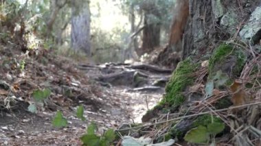 Ormanda ya da ormanda, kökleri patikada, tünel yolu eski korulukta ya da ormanlık alanda, Point Lobos vahşi doğasında, Kaliforniya 'da. Yol trhu kozalaklı çam ağaçları. Sabah güneşi, güneşli gün ışığı