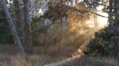 Ormandaki ya da ormandaki patika, koruluktaki ya da ormanlıktaki patika Point Lobos vahşi doğası, Kaliforniya, ABD. Kozalaklı, güneşli çam ağacı. Sabah güneşleri ya da gün batımı güneş ışığı, güneşli ışık demetleri.