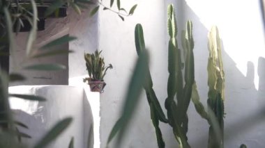 Çiçek saksısında Sansevieria bitkisi ve beyaz duvarda uzun sulu kaktüs. Meksika kırsal çiftlik bahçesi. Taşra köyü, kırsal çiftlik. Kaliforniya 'daki kır evi ya da yeşillikteki Meksika