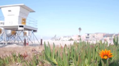 Cankurtaran standı ve çiçek, Kaliforniya sahillerinde sörf yapmak için can kurtaran kulesi. Sulu buz bitkisi ve kurtarma kulübesi ya da yazlık okyanus kıyısında bir ev. Los Angeles yakınlarındaki Lifesavers istasyonu Mission Beach, ABD.