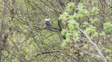 Bahar ormanında ağaç dalında oturan siyah karga. Ormandaki taze yeşil yaprakların arasında kuzgun kuşu. Baharın yeşilliğinde vahşi bir hayvan. Rusya ve Avrupa 'nın vahşi yaşam alanı. Yemyeşillikler içinde koyu renk Corvus.