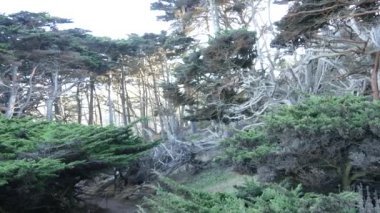 Ormandaki ya da ormandaki patika yolu, eski koruluktaki ya da ormandaki patika yolu, Point Lobos vahşi doğası, Kaliforniya ABD. Yürüyüş ya da yürüyüş için patika ya da yürüyüş yolu. Kozalaklı çam ağaçları manzarası.