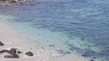 Fok balığı dalışı veya deniz aslanı yüzüşü, kristal mavisi şeffaf okyanus, La Jolla Koyu, Kaliforniya, ABD. Sualtında habitattaki eğlenceli deniz hayvanı, turkuaz berrak dalgalar, dalgalı su yüzeyi..