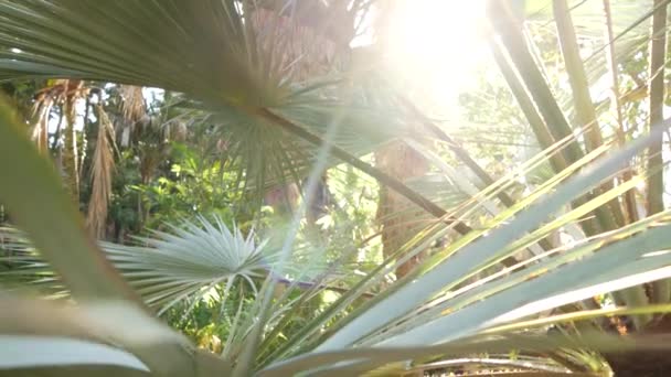 Сочная Пышная Листва Тропических Деревьев Солнечных Джунглях Леса Экзотических Тропических — стоковое видео
