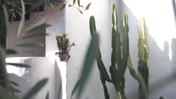 Sansevieria Pflanze Blumentopf Und Großer Sukkulenter Kaktus Der Weißen Wand — Stockvideo