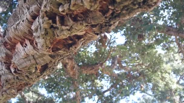 Büyük Mantar Ağacı Büyük Mantar Gövdesi Dallar Aşağıdan Gölgelik Yapraklar — Stok video