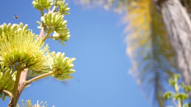 Agave Amarelo Aloé Flor Exótica Panícula Flor Século Sentinela Flor — Vídeo de Stock