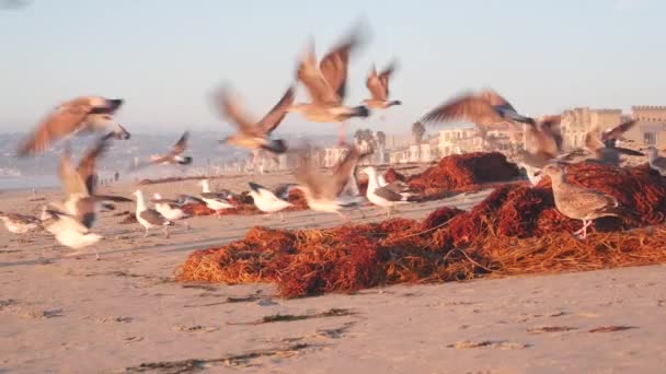 Aves Gaivotas Por Água Mar Praia Ondas Mar Pôr Sol — Vídeo de Stock