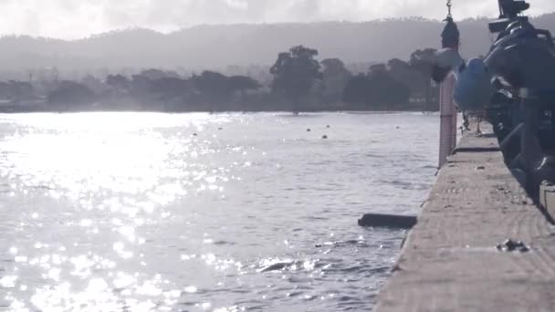 Aves Gaivotas Voando Selo Animal Leão Marinho Nadando Porto Portuário — Vídeo de Stock