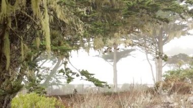Dantelli yosun asılı, sisli ormanda ağaç dalları. Gerçeküstü orman, gizemli eski peri bahçesi, fantezi ormanı. Parazit mantar mantarıyla kaplı bitkiler. Monterey Flora, Kaliforniya ABD