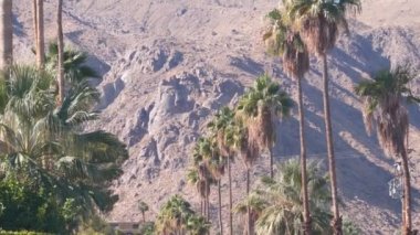 Palmiye ağaçları, dağlar ve tepeler, güneşli Palm Springs tatil beldesi Los Angeles yakınlarında, Old Las Palmas, California Valley doğa, ABD. Kuru iklim bitkileri, çöl vahası bitki örtüsü, yaz atmosferi.