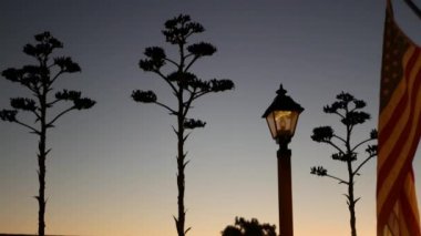Lezzetli agave çiçeği paniği, klasik fener ve Amerikan bayrağı dalgalanması, Batı Kaliforniya ABD. Vahşi batı öncü kovboy salonu ya da çiftlik bahçesi. Çölde gün batımı, yüzyıl bitkisi.