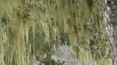 Dantelli yosun asılı, sisli ormanda ağaç dalları. Gerçeküstü orman, gizemli eski peri bahçesi, fantezi ormanı. Parazit mantar mantarıyla kaplı bitkiler. Monterey Flora, Kaliforniya ABD