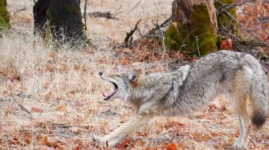 Wild furry wolf, gray coyote or grey coywolf, autumn forest, Yosemite national park wildlife, California fauna, USA. Carnivore undomesticated predator, hybrid dog like animal yawning and stretching.