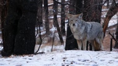 Vahşi kürklü kurt, gri çakal ya da gri çakalkurt, kış karlı ormanı, Yosemite ulusal parkı vahşi yaşam alanı, Kaliforniya, ABD. Evcilleştirilmemiş yırtıcı hayvan gibi yürüyor, kokluyor, melez köpek ayakta duruyor.
