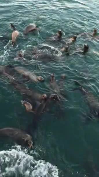 Дикие Милые Тюлени Колония Морские Львы Стадо Плавающих Океанской Воде — стоковое видео