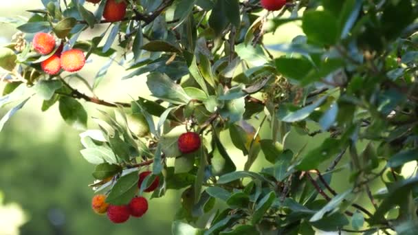 Pohon Stroberi Atau Semak Yang Matang Dan Belum Matang Buah — Stok Video