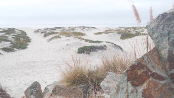 雾蒙蒙的科罗纳多海滩的沙丘 雾蒙蒙的海浪 加利福尼亚海岸 圣地亚哥多云的阴天 多汁的植物在平静宁静的海滨上 在布鲁姆 在青草在薄雾中 在宁静的审美 — 图库视频影像