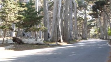 17 millik manzaralı yol, Monterey yarımadası, Kaliforniya, ABD. Selvi ağacı ormanları, kozalaklı çam ağaçları, koruluklar ve ormanlar arasında yol gezisi. Pasifik kıyısı otoyolu Big Sur yakınlarında turizm rotası