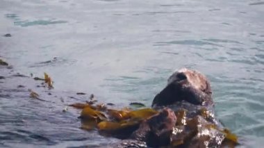 Şirin tüylü su samuru deniz memelisi, tapılası sevimli vahşi su hayvanı okyanus suyunda yüzüyor, Kaliforniya kıyılarında vahşi yaşam, ABD faunası. Komik küçük patiler ya da eller. Uyuyor, yosun tutuyor, yosun tutuyor..