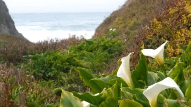 Calla Nilüfer Vadisi, Garrapata sahilindeki dere kanyonu, Big Sur manzarası, Monterey Doğa, Kaliforniya, ABD. İlkbaharda okyanus dalgalarının yanında birçok beyaz zambak. Çiçekler açıyor, kır çiçekleri açıyor.