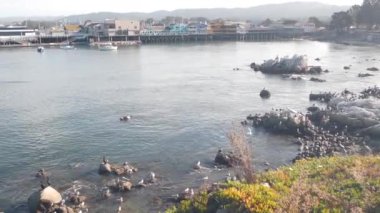 Kazık, sütun ya da sütun üstündeki renkli ahşap evler. Deniz aslanı, benekli fok ve martı kuşları, okyanus suyunda kaya. Old Fishermans Rıhtımı, Monterey Körfezi Limanı, California Sahil Vahşi Yaşam veya Hayvanat Bahçesi, ABD.