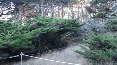Ormandaki ya da ormandaki patika yolu, eski koruluktaki ya da ormandaki patika yolu, Point Lobos vahşi doğası, Kaliforniya ABD. Yürüyüş ya da yürüyüş için patika ya da yürüyüş yolu. Kozalaklı çam ağaçları manzarası.