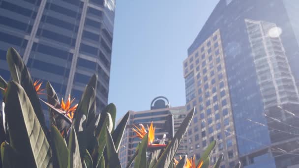 Felhőkarcolók Strelitzia Virágok Belvárosban San Diego City Street Kalifornia Usa — Stock videók