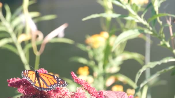 Butterfly Collecting Wild Flower Pollen Garden Spring Medow Pond Lake — Vídeos de Stock