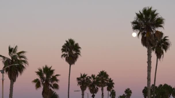 Φοινικόδεντρα Σιλουέτες Και Πανσέληνος Ροζ Ουρανό Λυκόφως Καλιφόρνια Παραλία Ηπα — Αρχείο Βίντεο
