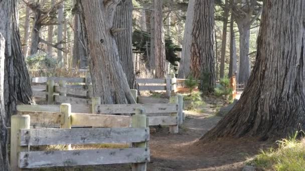 Cypress Träd Skog Barrträd Vintergröna Tallskog Lund Eller Skog Djup — Stockvideo