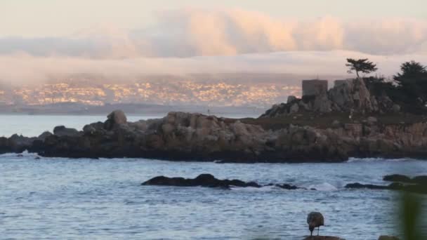 岩場の岩場の海のビーチ 海岸による穏やかな海の波 モントレーベイ 17マイルのドライブの海景 カリフォルニア州の海岸の自然 ビーチフロントウォーターフロントパシフィックグローブ 日没時に水辺の遊歩道 カモメの鳥 — ストック動画