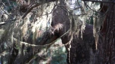 Dantelli liken yosunu asılı, ağaçlar ormanda dallanıyor. Derin gerçeküstü odun, eski peri korusu ya da fantezi ormanı. Parazit mantar ya da mantarla kaplı bitkiler. Point Lobos, Monterey Flora, Kaliforniya ABD