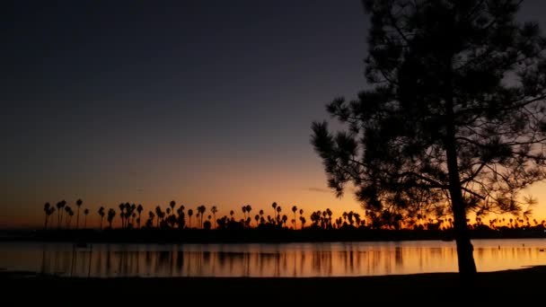 Palmy Borovice Siluety Pláži Při Západu Slunce Kalifornské Pobřeží Usa — Stock video
