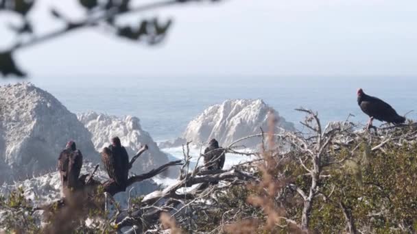 Avvoltoio Tacchino Avvoltoio Carnivoro Attesa Caccia Stormo Pellicani Bruni Scogliera — Video Stock