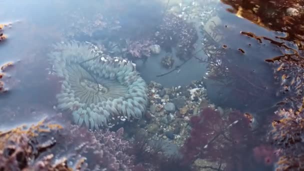 Tentáculos Anêmona Mar Água Piscina Maré Macro Boca Anêmonas Vida — Vídeo de Stock
