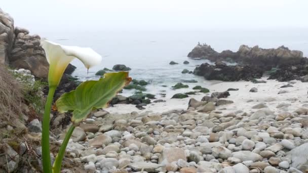 岩場の岩場の海岸 小石のビーチ モントレーベイ自然 カリフォルニア州海岸 米国ではユリの白い花 霧の霧の天気と穏やかな海の海の水の波 仲間の鳥が群がってカラユリが咲きます — ストック動画